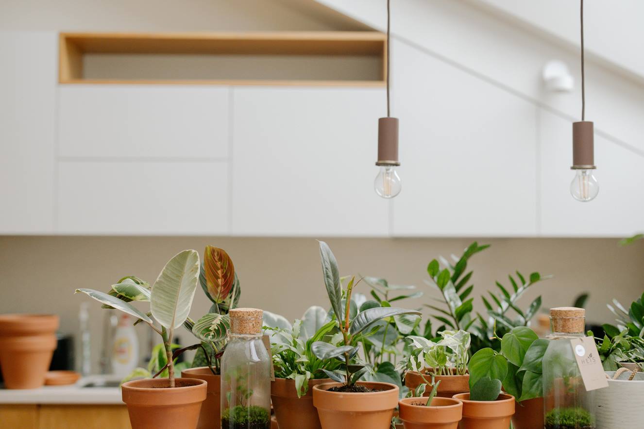 Grünes Makeover: 8 Pflanzen, die Ihr Interieur sofort revitalisieren
